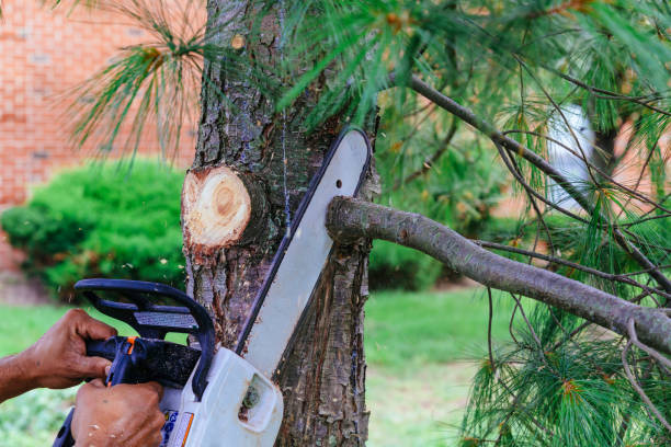 Best Fruit Tree Pruning  in Pascoag, RI